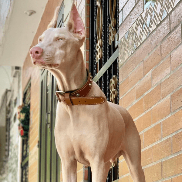 galeria-doberman-albino-colombia-003