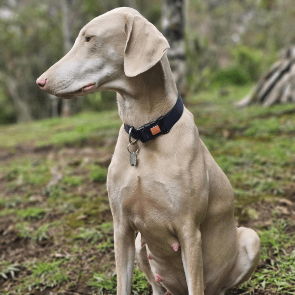 galeria-doberman-albino-colombia-004