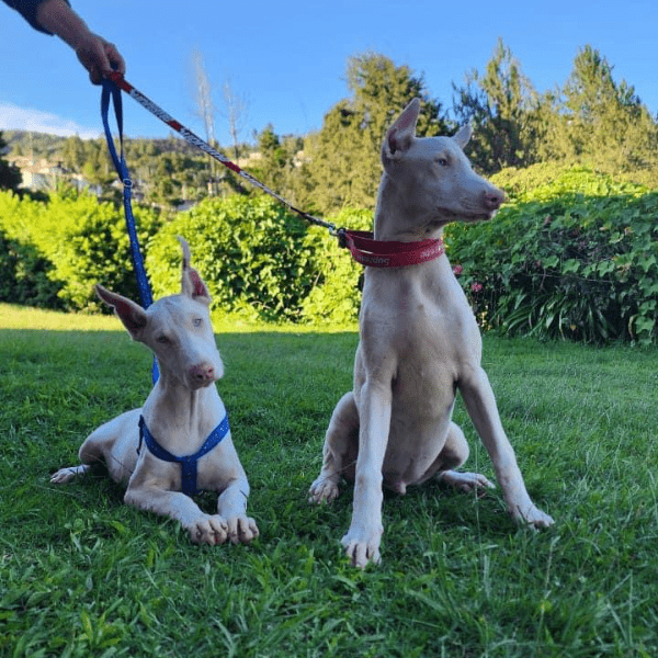 galeria-doberman-albino-colombia-006