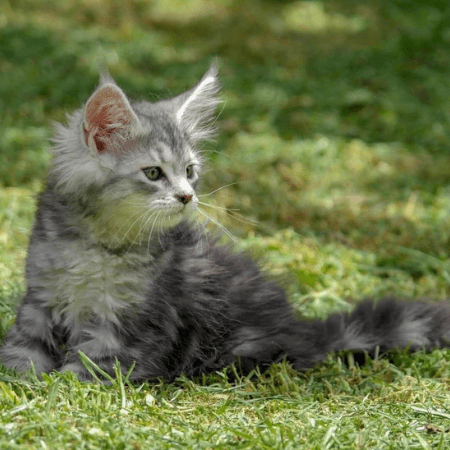 gatos maine coon medellin colombia