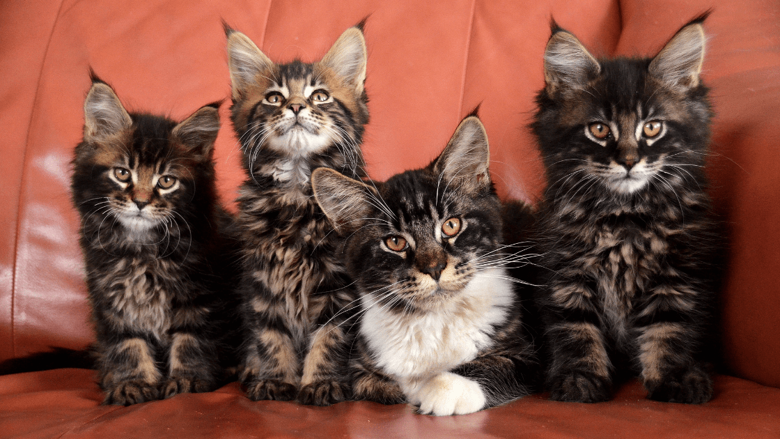 img-banner-maine-coon-002