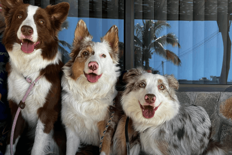 Border Collie en Bogotá disponible en criadero certificado Colombia