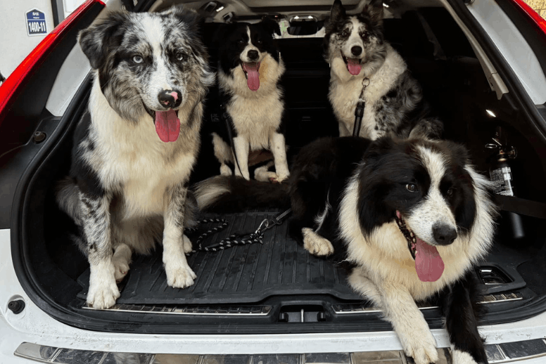 Border Collie en Cali disponible en criadero certificado Colombia