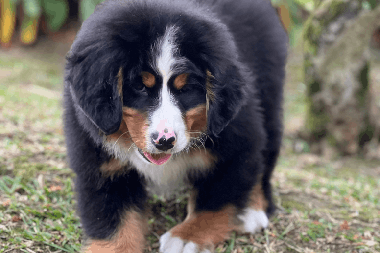 Cachorro Bernés de la Montaña en Bogotá - Criadero Dinastía Cachorros