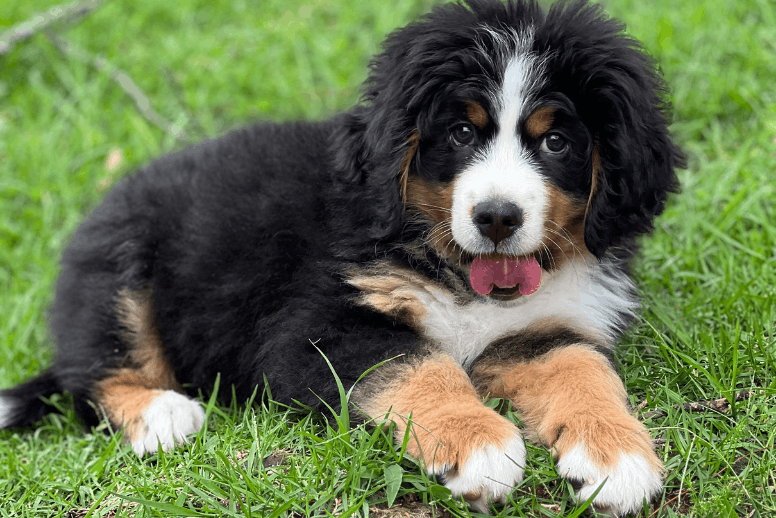 Cachorro Bernés de la Montaña tricolor sentado en el pasto - Venta en Cali Dinastía Cachorros