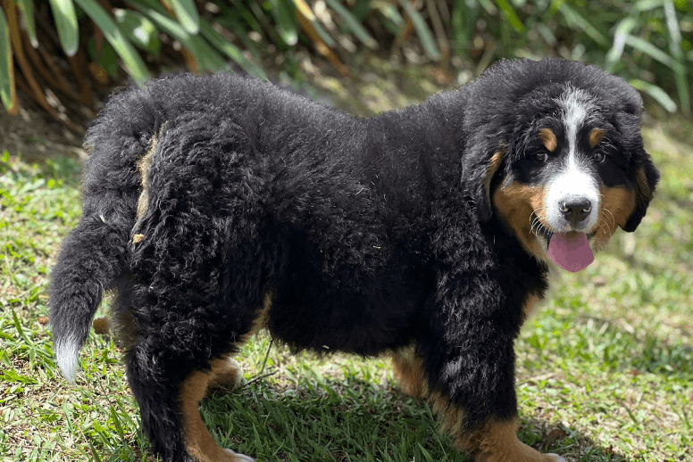 Cachorro Bernés de la Montaña negro tricolor en jardín - Criadero Dinastía Cachorros Rionegro Antioquia