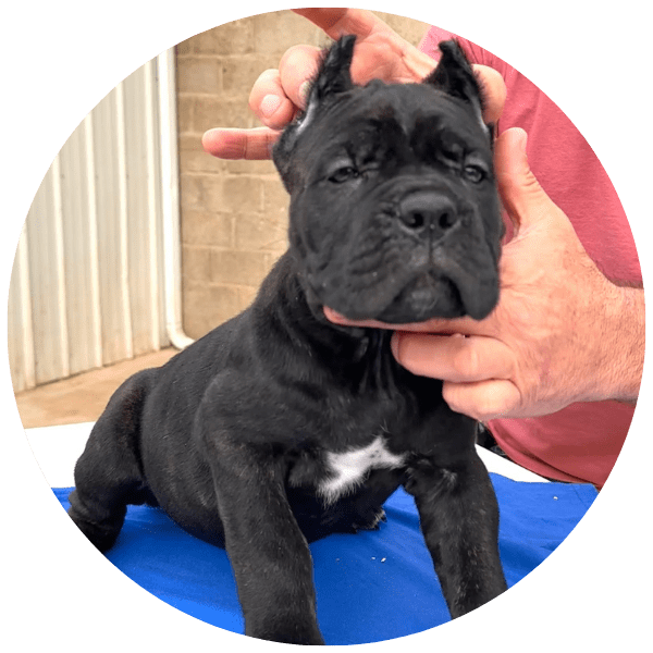 Cane corso precio colombia